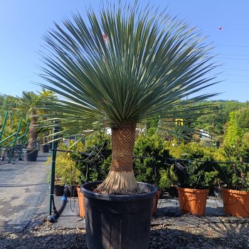 Yucca Rostrata (Juka) - kont. C90L, výška 140-160 cm, výška kmeňa: 50/60 cm (-22°C) 
